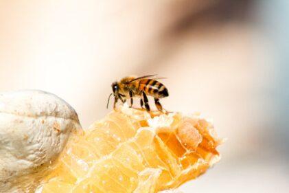 Image of a bee sitting on a piece of honeycomb. The honeycomb is golden brown and has a hexagonal pattern. The bee is black and yellow and has its wings spread. The image is relevant to the article "Honey for Weight Loss" and shows how honey can be a natural sweetener that can help with weight loss.